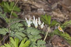 Dutchman's Breeches, Dicentra cucullaria Dutchman's Breeches, Dicentra cucullaria