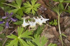 Dutchman's Breeches, Dicentra cucullaria Dutchman's Breeches, Dicentra cucullaria