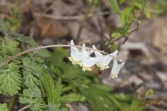 Dutchman's Breeches, Dicentra cucullaria Dutchman's Breeches, Dicentra cucullaria