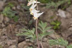 Dutchman's Breeches, Dicentra cucullaria Dutchman's Breeches, Dicentra cucullaria