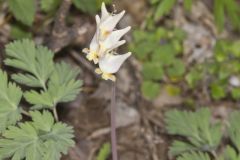 Dutchman's Breeches, Dicentra cucullaria Dutchman's Breeches, Dicentra cucullaria