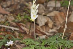 Dutchman's Breeches, Dicentra cucullaria Dutchman's Breeches, Dicentra cucullaria