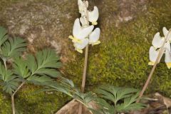 Dutchman's Breeches, Dicentra cucullaria