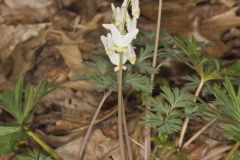 Dutchman's Breeches, Dicentra cucullaria Dutchman's Breeches, Dicentra cucullaria