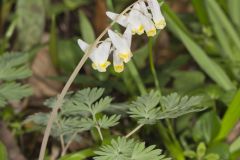 Dutchman's Breeches, Dicentra cucullaria Dutchman's Breeches, Dicentra cucullaria