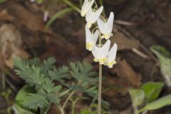 Dutchman's Breeches, Dicentra cucullaria Dutchman's Breeches, Dicentra cucullaria