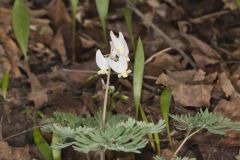 Dutchman's Breeches, Dicentra cucullaria Dutchman's Breeches, Dicentra cucullaria