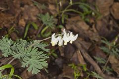 Dutchman's Breeches, Dicentra cucullaria Dutchman's Breeches, Dicentra cucullaria