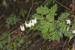 Dutchman's Breeches, Dicentra cucullaria Dutchman's Breeches, Dicentra cucullaria