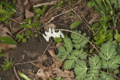 Dutchman's Breeches, Dicentra cucullaria Dutchman's Breeches, Dicentra cucullaria