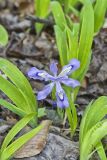 Dwarf-crested Iris, Iris criststa