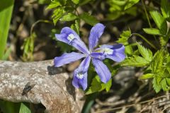Dwarf-crested Iris, Iris criststa