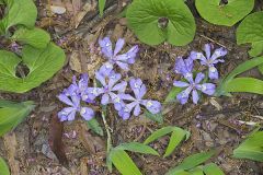 Dwarf-crested Iris