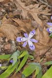 Dwarf-crested Iris, Iris criststa