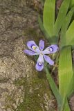 Dwarf-crested Iris, Iris criststa