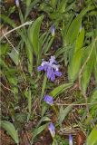 Dwarf-crested Iris, Iris criststa