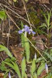 Dwarf-crested Iris, Iris criststa