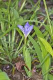 Dwarf-crested Iris, Iris criststa