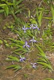 Dwarf-crested Iris, Iris criststa