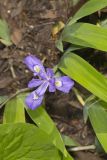 Dwarf-crested Iris, Iris criststa