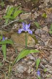 Dwarf-crested Iris, Iris criststa
