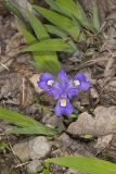 Dwarf-crested Iris, Iris criststa