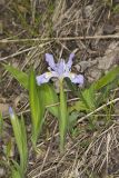 Dwarf-crested Iris, Iris criststa
