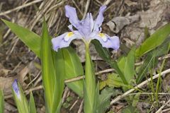 Iridaceae, Iris Family