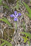 Dwarf-crested Iris, Iris criststa