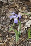 Dwarf-crested Iris, Iris criststa
