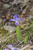 Dwarf-crested Iris, Iris criststa