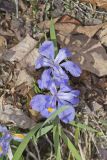 Dwarf-crested Iris, Iris criststa