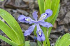 Dwarf-crested Iris, Iris criststa Dwarf-crested Iris, Iris criststa