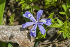 Dwarf-crested Iris, Iris criststa Dwarf-crested Iris, Iris criststa