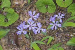 Dwarf-crested Iris, Iris criststa Dwarf-crested Iris, Iris criststa