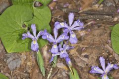 Dwarf-crested Iris, Iris criststa