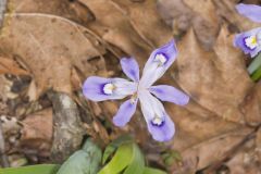 Dwarf-crested Iris, Iris criststa Dwarf-crested Iris, Iris criststa