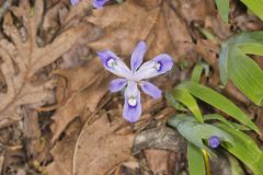 Dwarf-crested Iris, Iris criststa Dwarf-crested Iris, Iris criststa