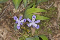 Dwarf-crested Iris, Iris criststa Dwarf-crested Iris, Iris criststa
