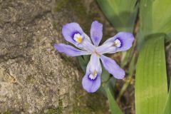 Dwarf-crested Iris, Iris criststa Dwarf-crested Iris, Iris criststa