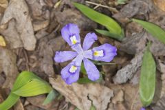 Dwarf-crested Iris, Iris criststa Dwarf-crested Iris, Iris criststa