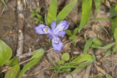 Dwarf-crested Iris, Iris criststa Dwarf-crested Iris, Iris criststa