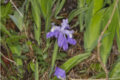 Dwarf-crested Iris, Iris criststa Dwarf-crested Iris, Iris criststa