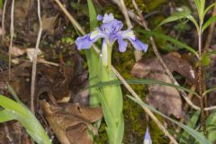 Dwarf-crested Iris, Iris criststa Dwarf-crested Iris, Iris criststa