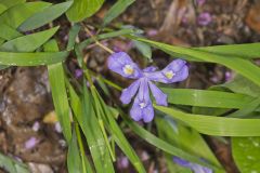 Dwarf-crested Iris, Iris criststa Dwarf-crested Iris, Iris criststa