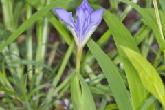 Dwarf-crested Iris, Iris criststa Dwarf-crested Iris, Iris criststa