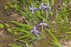 Dwarf-crested Iris, Iris criststa Dwarf-crested Iris, Iris criststa