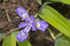 Dwarf-crested Iris, Iris criststa Dwarf-crested Iris, Iris criststa
