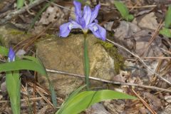 Dwarf-crested Iris, Iris criststa Dwarf-crested Iris, Iris criststa