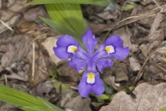 Dwarf-crested Iris, Iris criststa Dwarf-crested Iris, Iris criststa